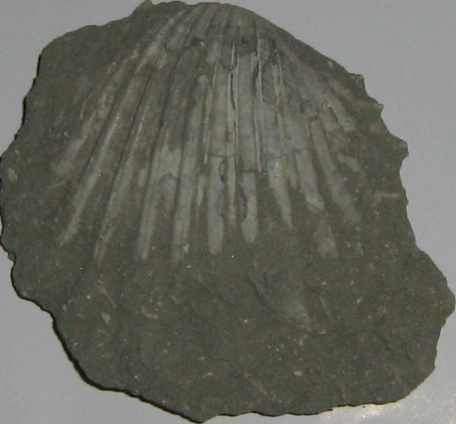 Cardium indicum (Lamarck, 1819) - pliocene - Toscana